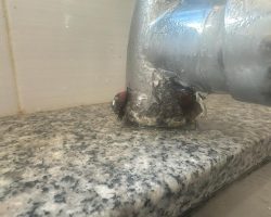 Der Wasserhahn der Spüle. Im Ernst!