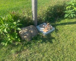 Zerbrochene Tonkrugscherben direkt vor dem Zaun