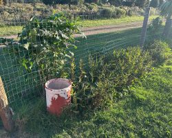 Ein Farbeimer als Dekoration?