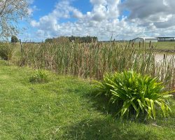 Garten mit Blick auf den Teich. Moment, finden Sie den Fehler.