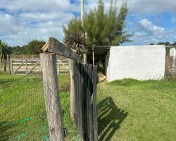 Das Tor zum Hundegehege